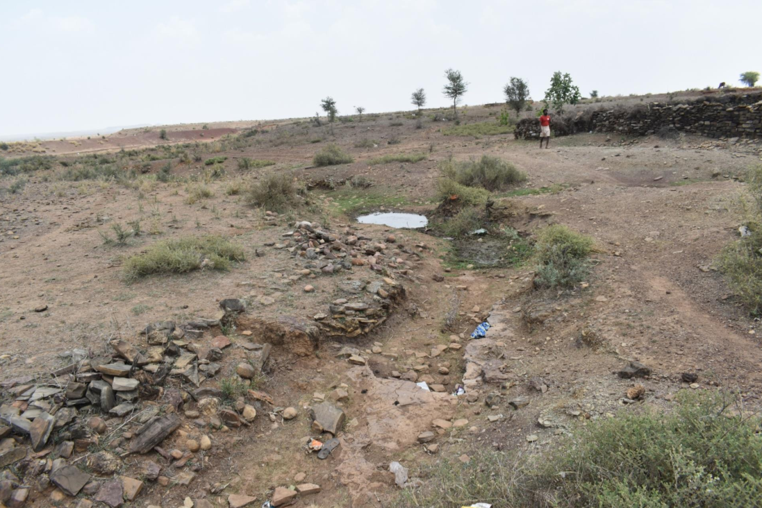 The Reforesting Baran Initiative: Breathing Life Back Into the Land