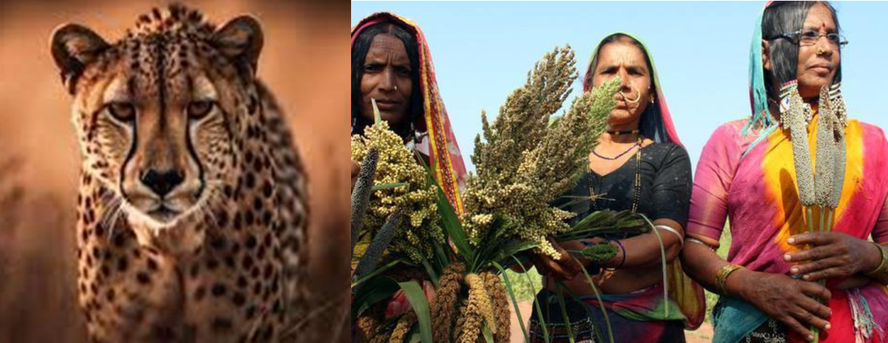 Wildlife and Society