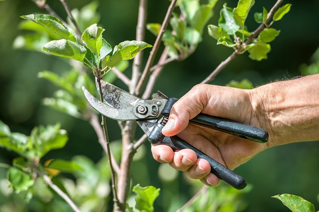 The Safety Benefits of Hiring a Professional Tree Removal Service