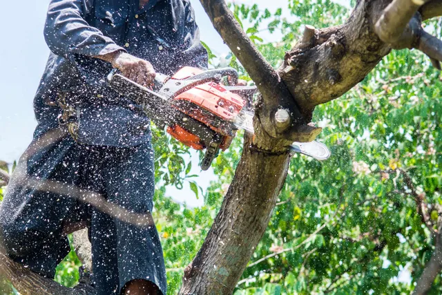 https://poncetreeservices.com/how-much-does-it-cost-to-trim-a-tree-in-fort-worth/